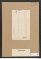 Diatomeae indet. (de-Toni-Nr.: Species 2085 ?) Zeichnungen Sammlung Grunow Nr. 4370 (NHMW-BOT-W0372544)